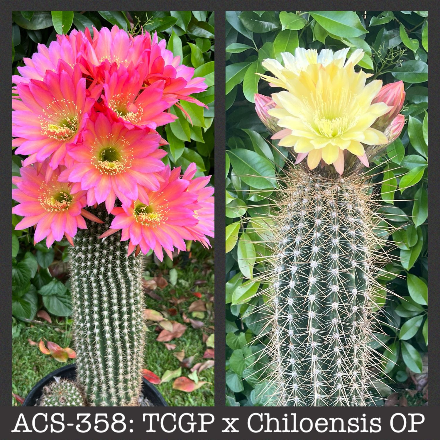 ACS-358: TCGP x Chiloensis OP