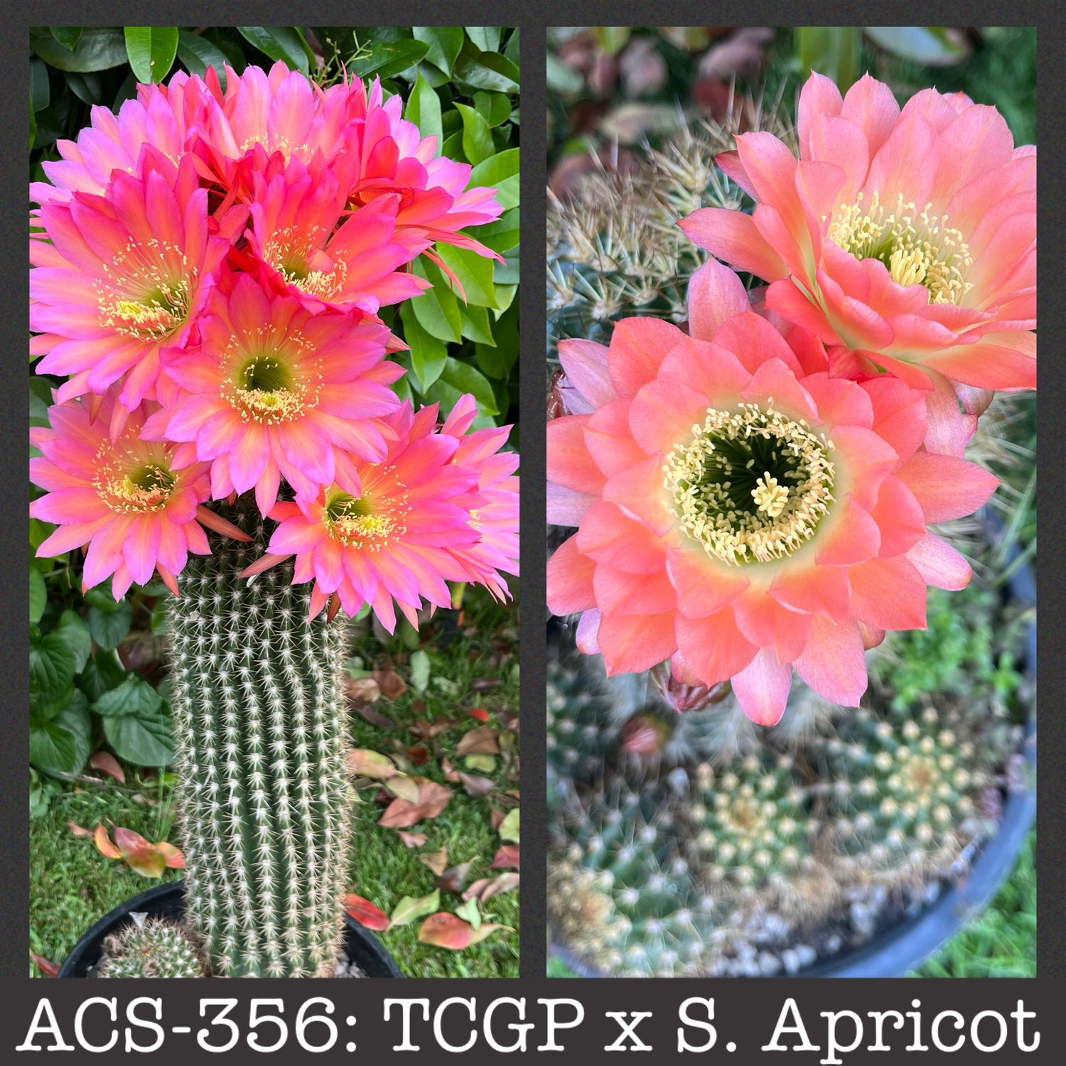 ACS-356: TCGP x Soehrensia “Apricot”