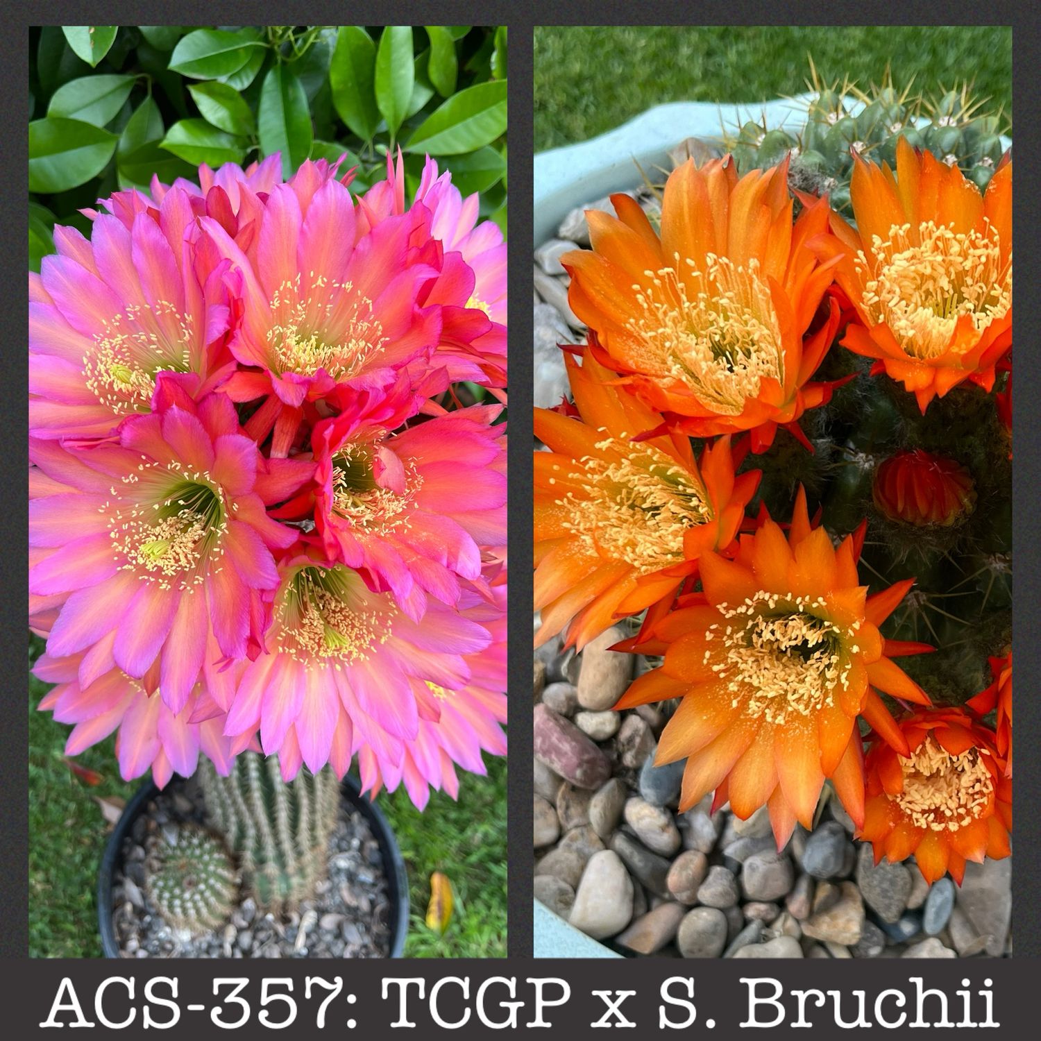 ACS-357: TCGP x Soehrensia Bruchii