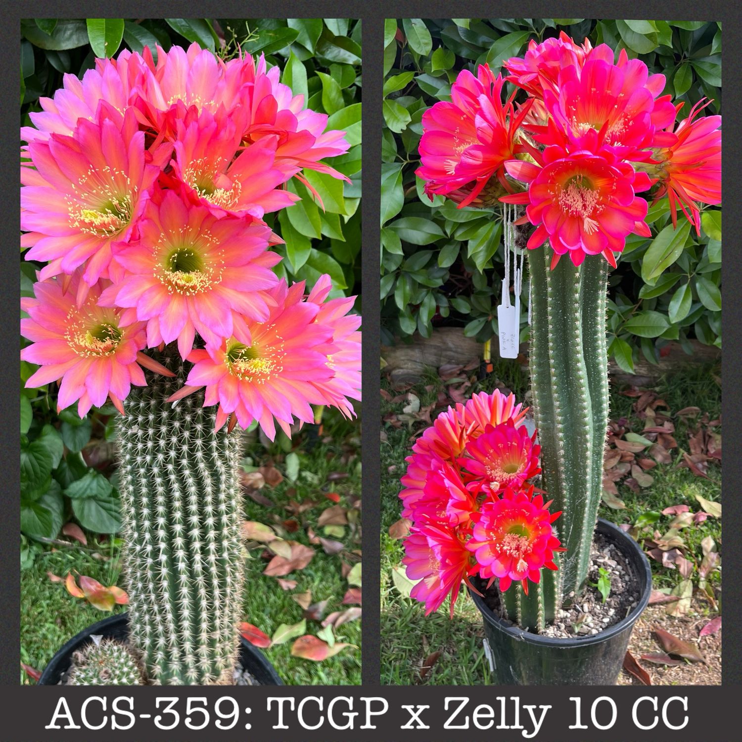 ACS-359: TCGP x Zelly 10 CC