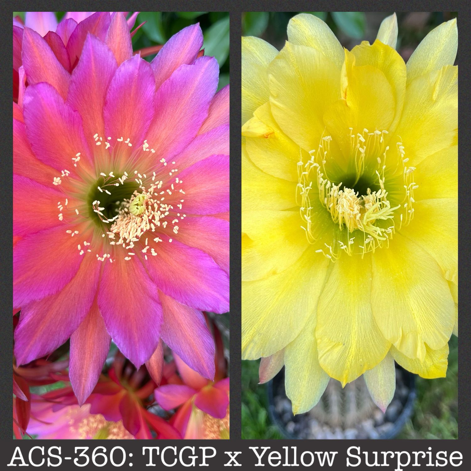 ACS-360: TCGP x Yellow Surprise