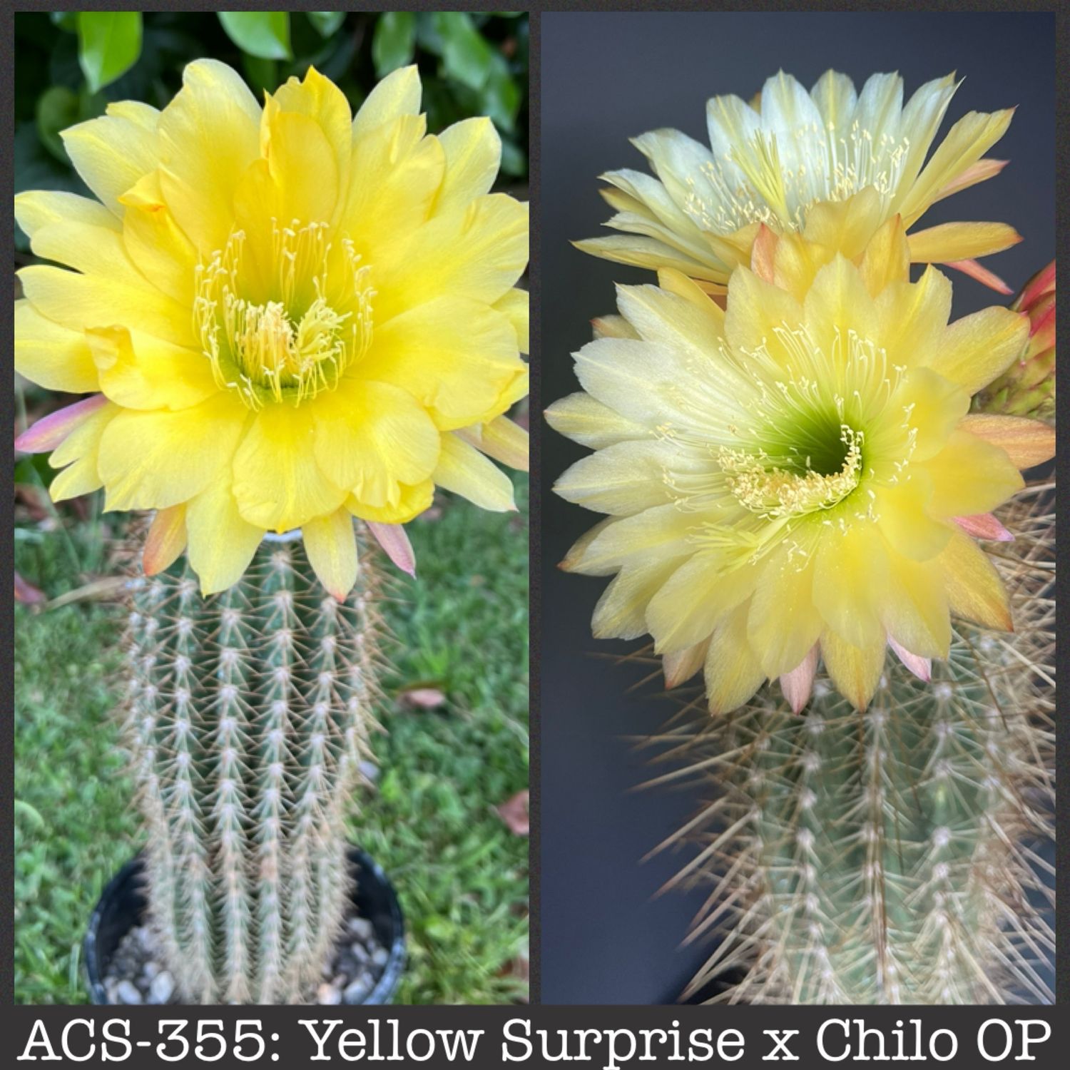 ACS-355: Yellow Surprise x Chiloensis OP