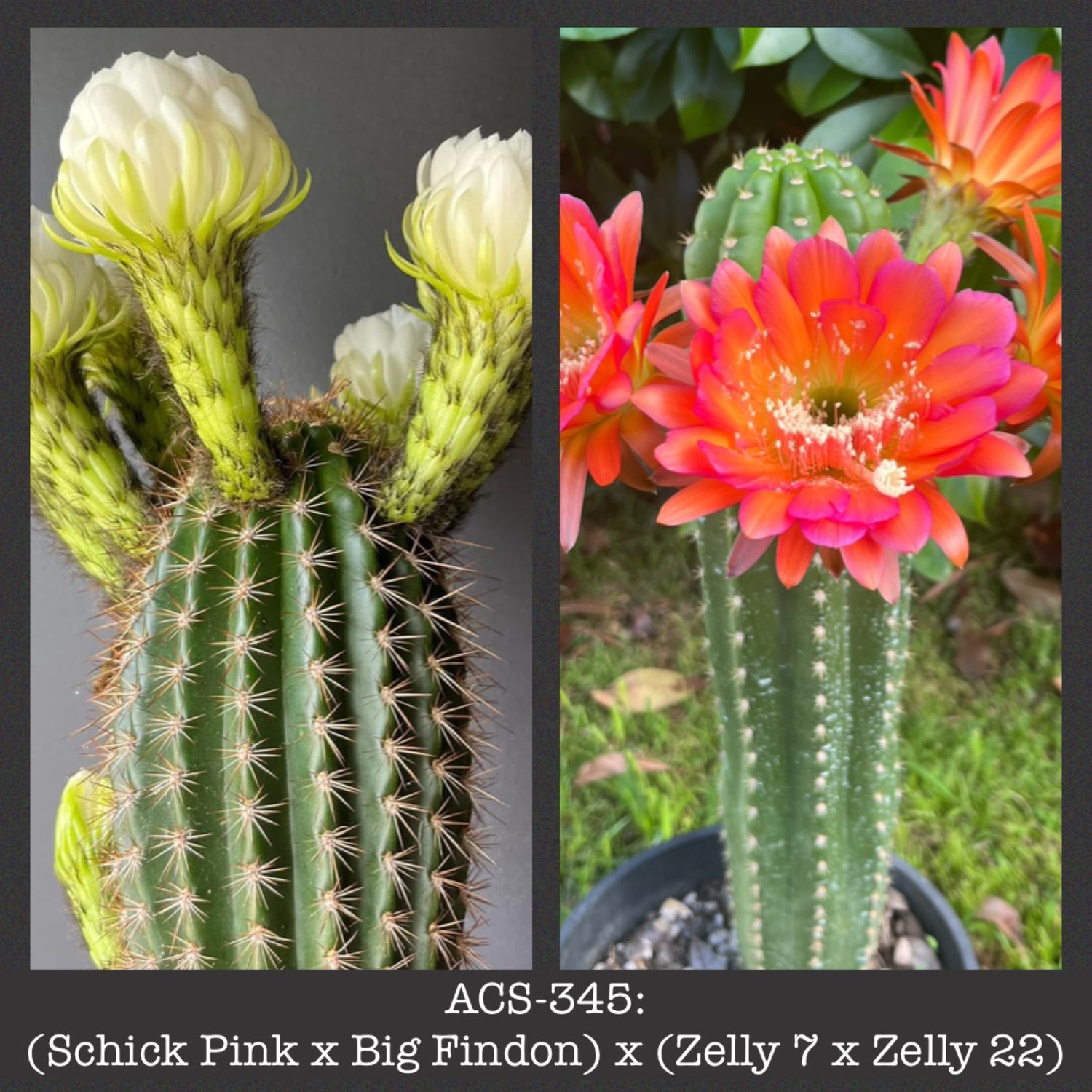 ACS-345: (Schick Pink x Big Findon) x (Zelly 7 x Zelly 22)