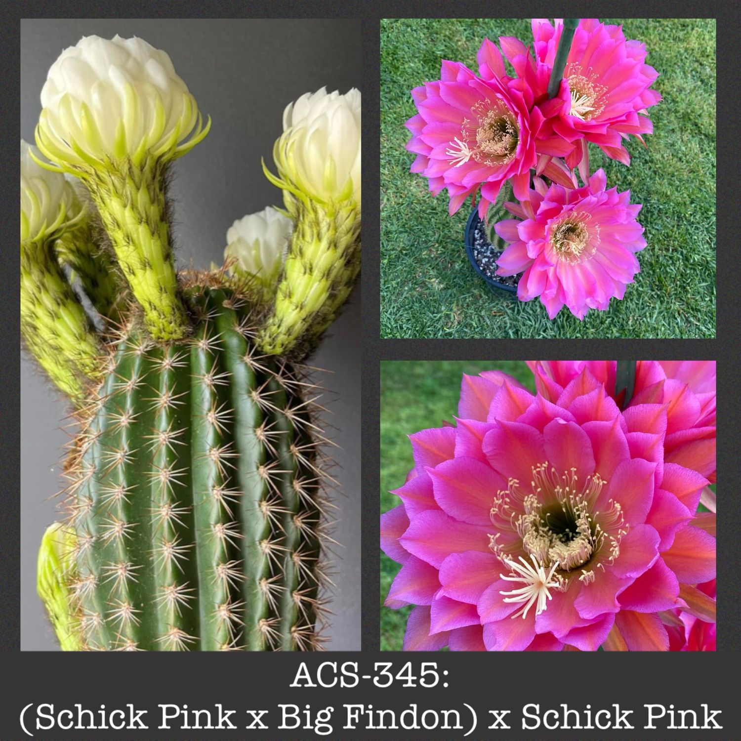 ​ACS-344: (Schick Pink x Big Findon) x Schick Pink