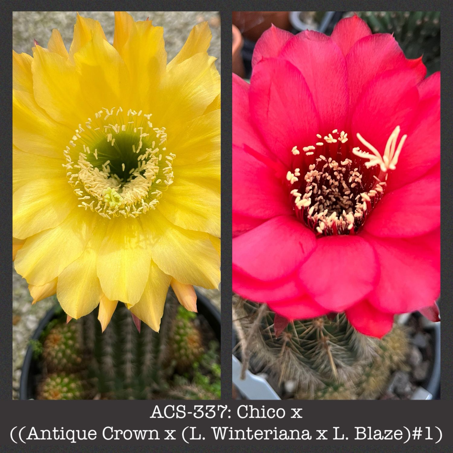 ACS-337: (Gräser’s Schönste x Orange California) cv &quot;Chico&quot; x (Antique Crown x (L. Winteriana x L. Blaze)#1)