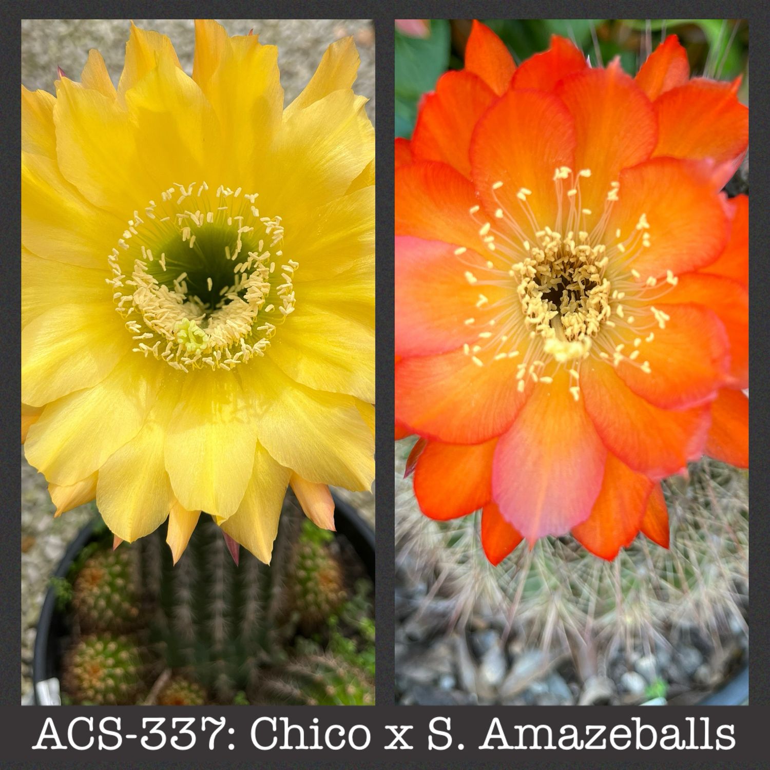 ACS-336: Chico x Amazeballs