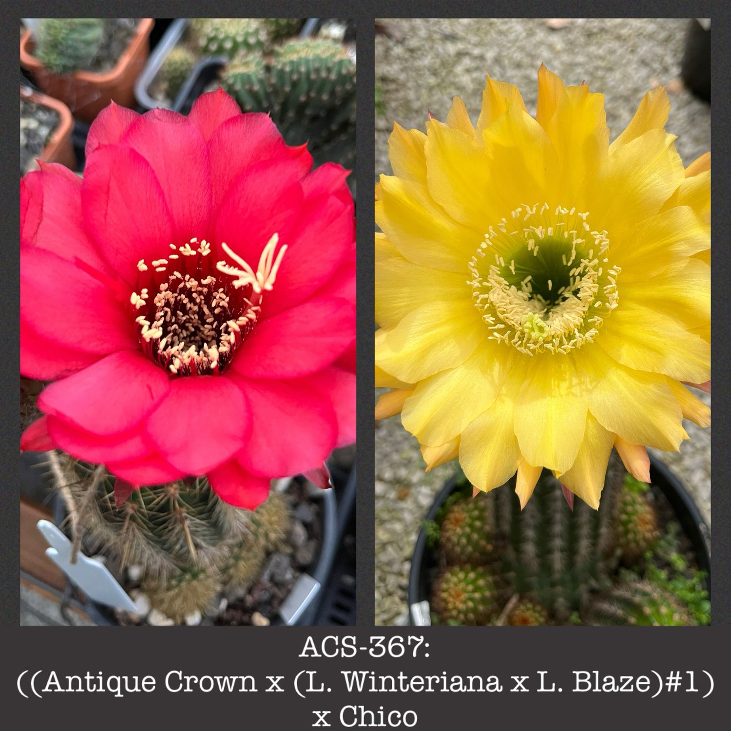 ​ACS-367: (Antique Crown x (L. Winteriana x L. Blaze) #1) x ​(Gräser’s Schönste x Orange California) cv &quot;Chico&quot;