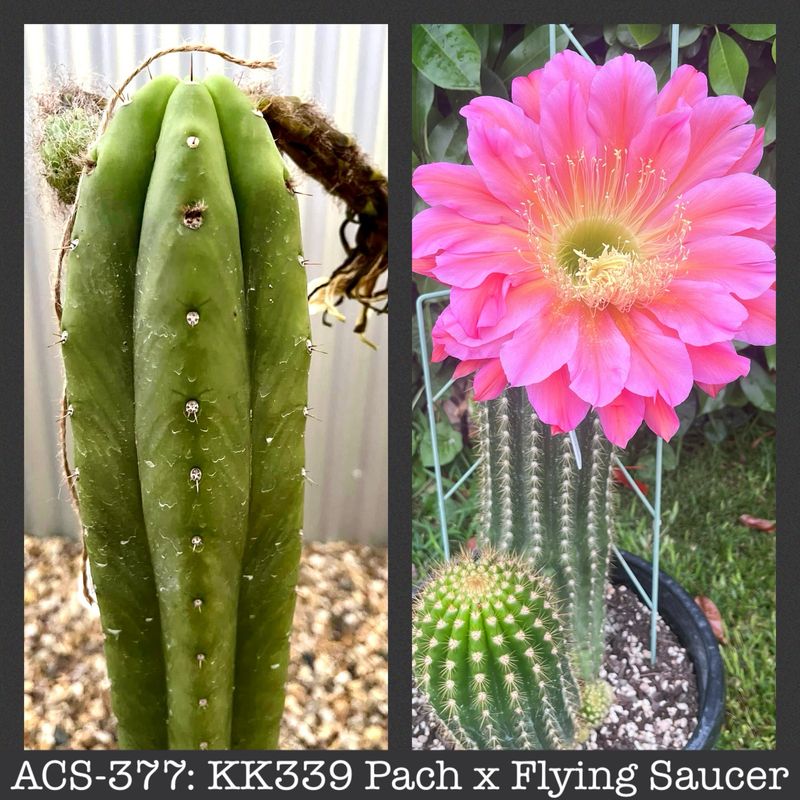 ACS-377: KK339 Pach x Flying Saucer