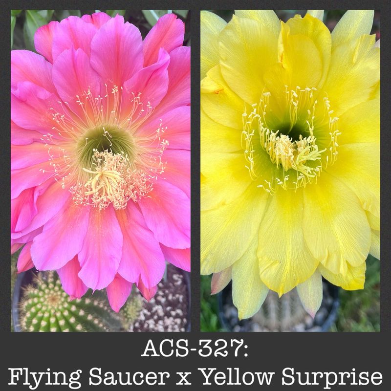 ACS-327: Flying Saucer x Yellow Surprise