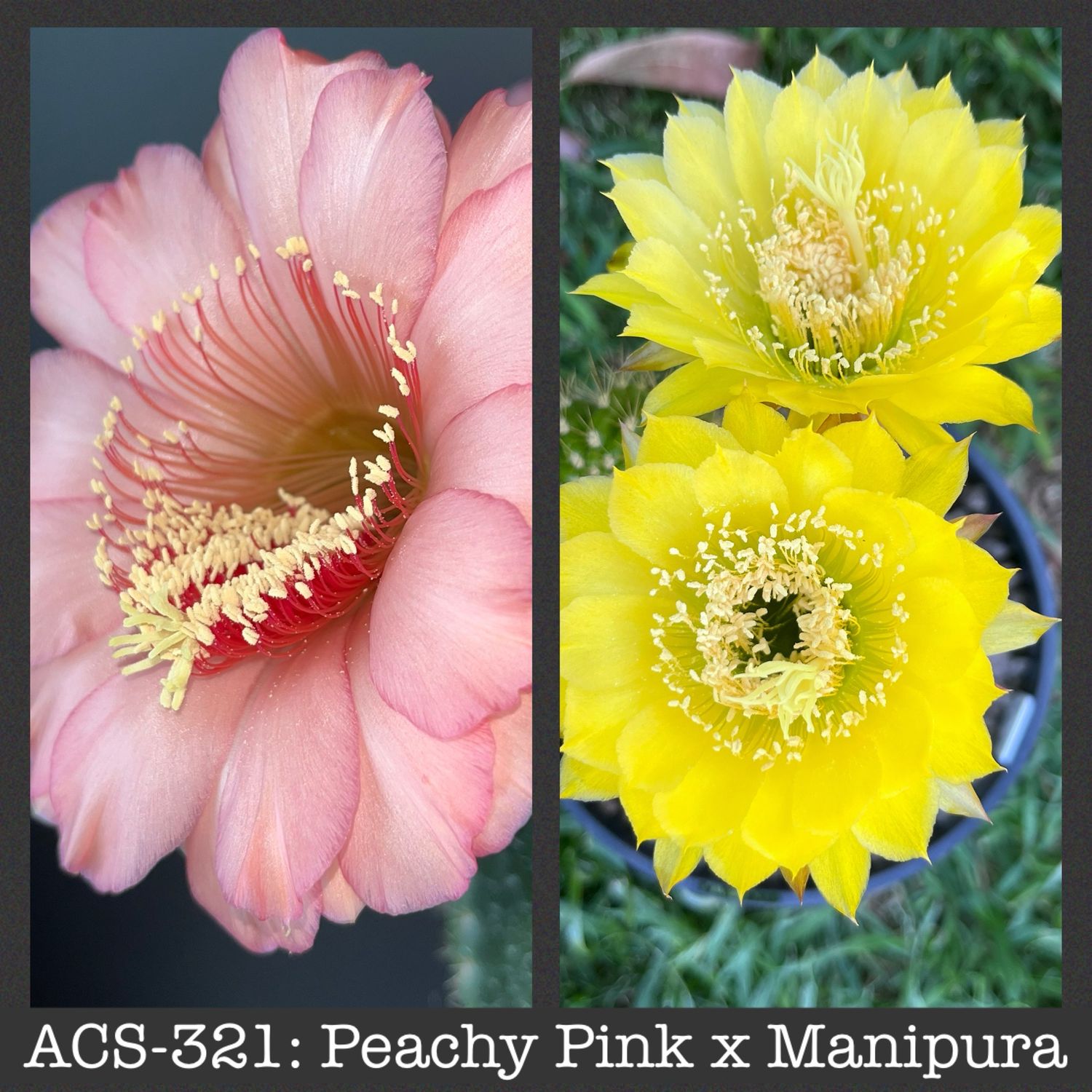 ACS-321: Peachy Pink x Manipura