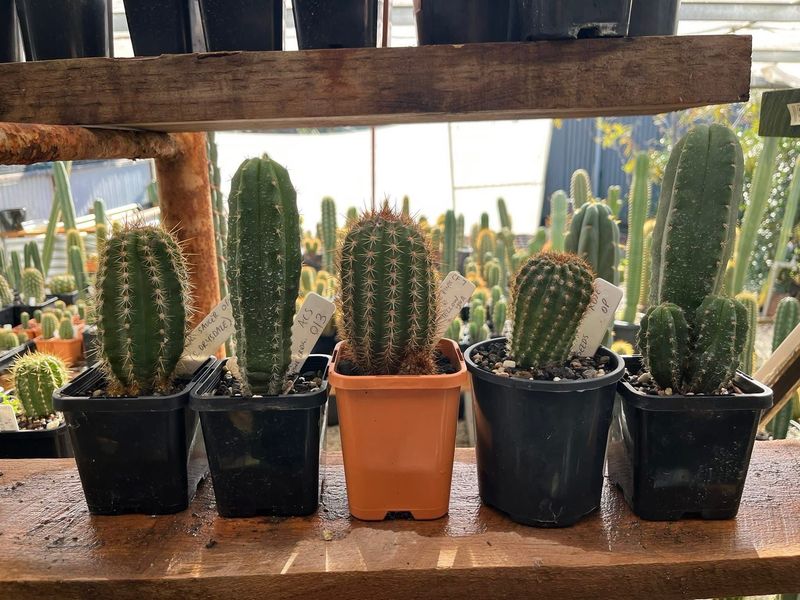 Cactus Seedling + Seeds Pack #1