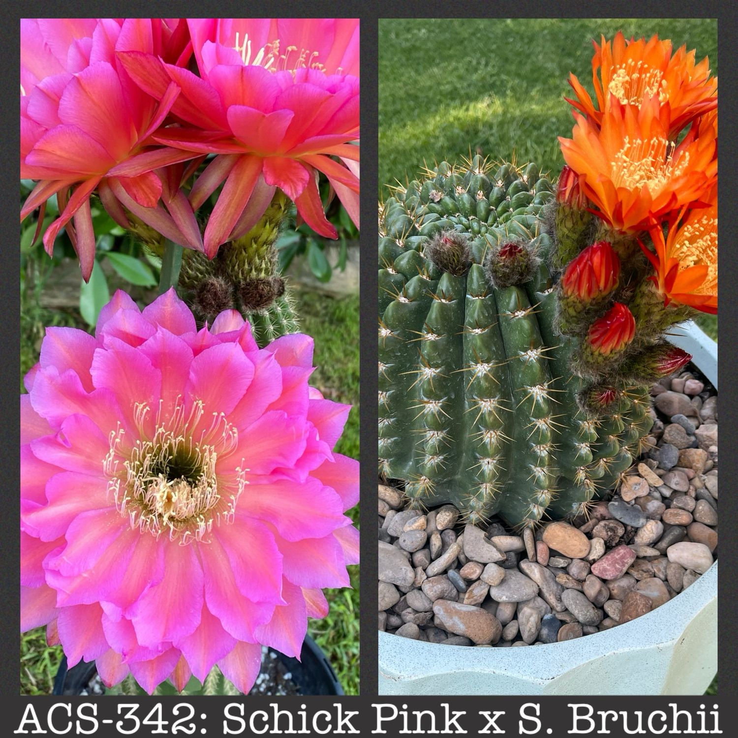 ACS-342: Schick Pink x Soehrensia Bruchii