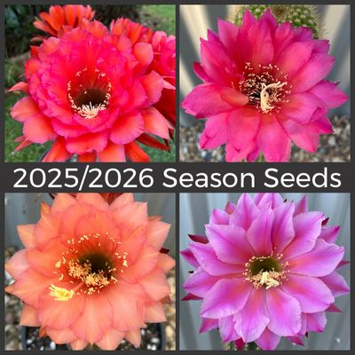 2025/2026 Season Seeds