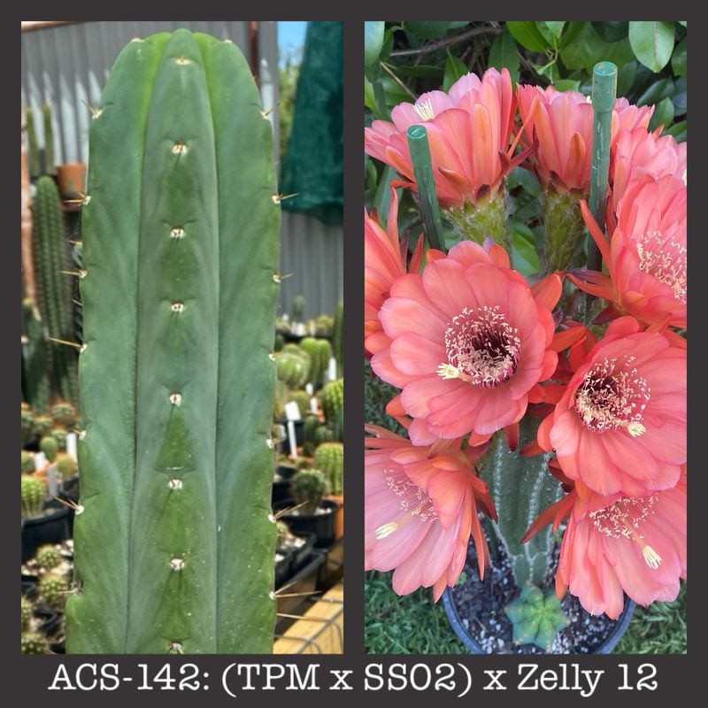 ACS-142: (TPM x SS02) x Zelly 12