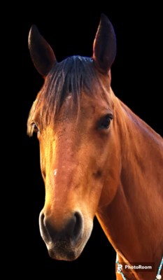 FOR THE HORSE