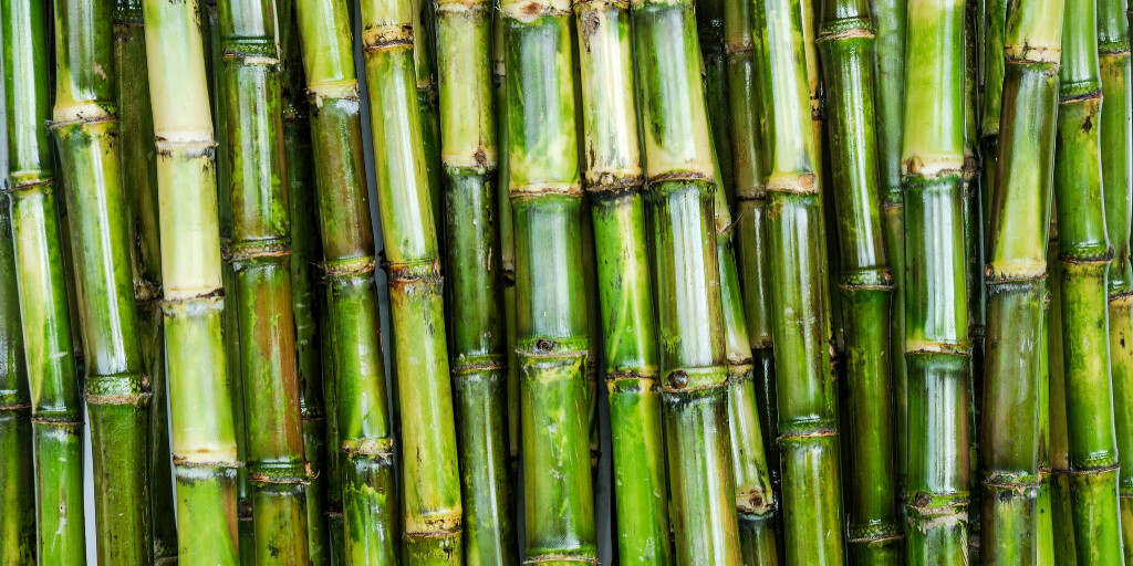 Wholesale Sugarcane