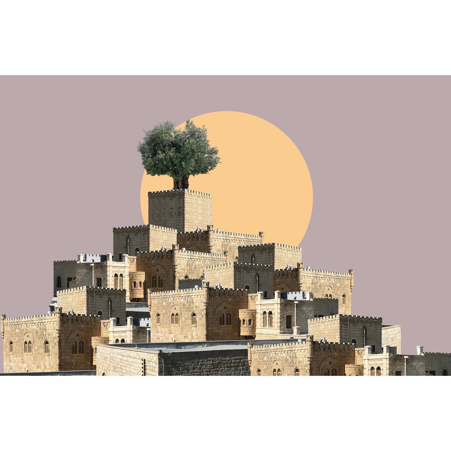 Olive Tree