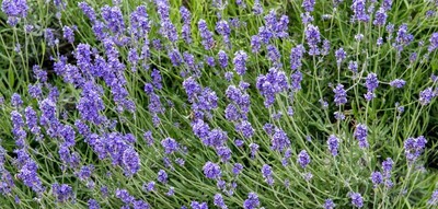 Lavande dentata (pot de 15)