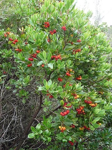 Arbousier (pot de 5L)