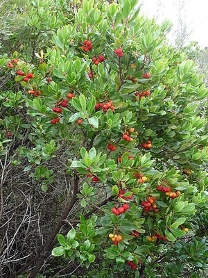 Arbousier (pot de 5L)