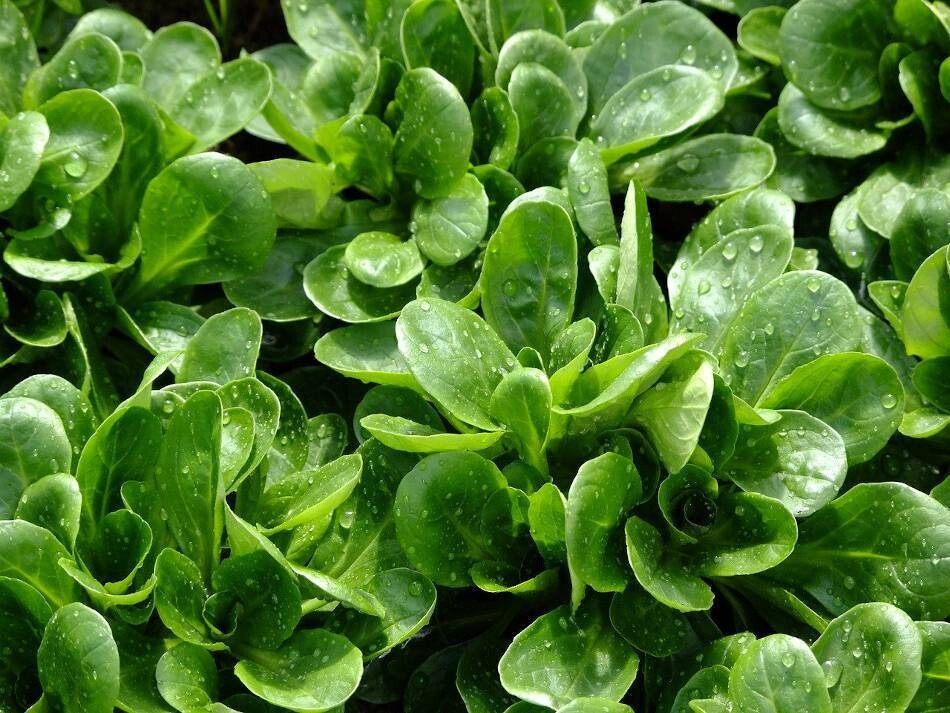 Salade mâche