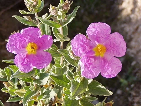 Ciste Cotonneux (pot de 4L)