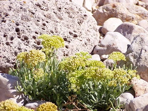 Criste marine (pot de 3L)