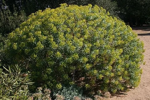 Euphorbe des garrigues (pot de 3/4L)