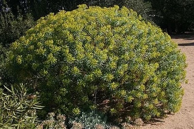Euphorbe des garrigues (pot de 3/4L)