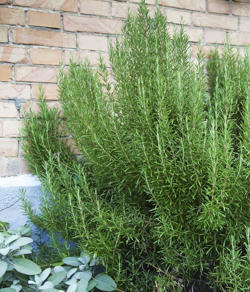 Romarin (pot de 5L)