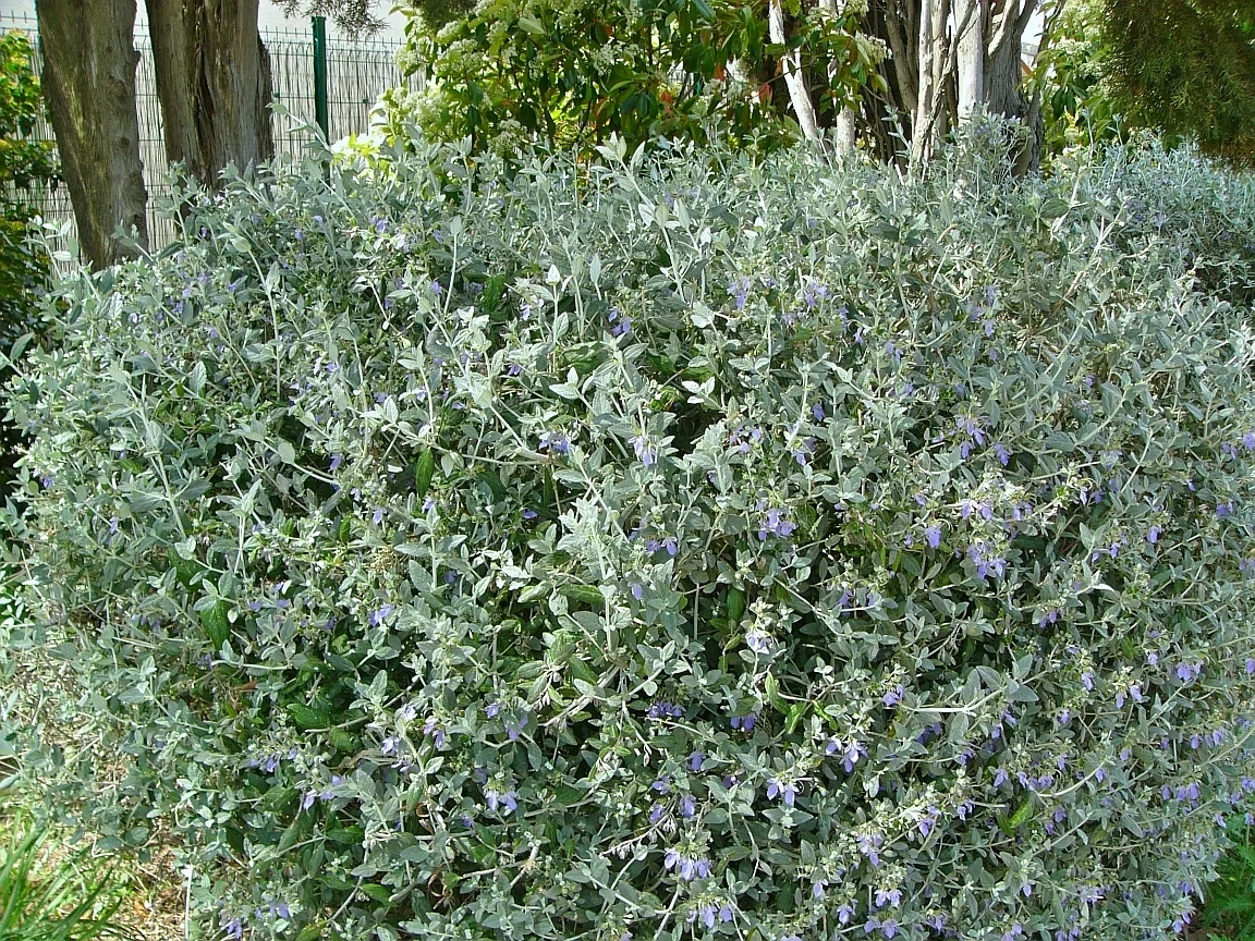 Teucrium Fructicans 7.5L