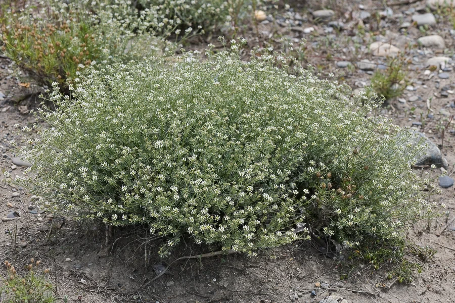 Dorycnie à cinq folioles - Badasse (pot de 3L)