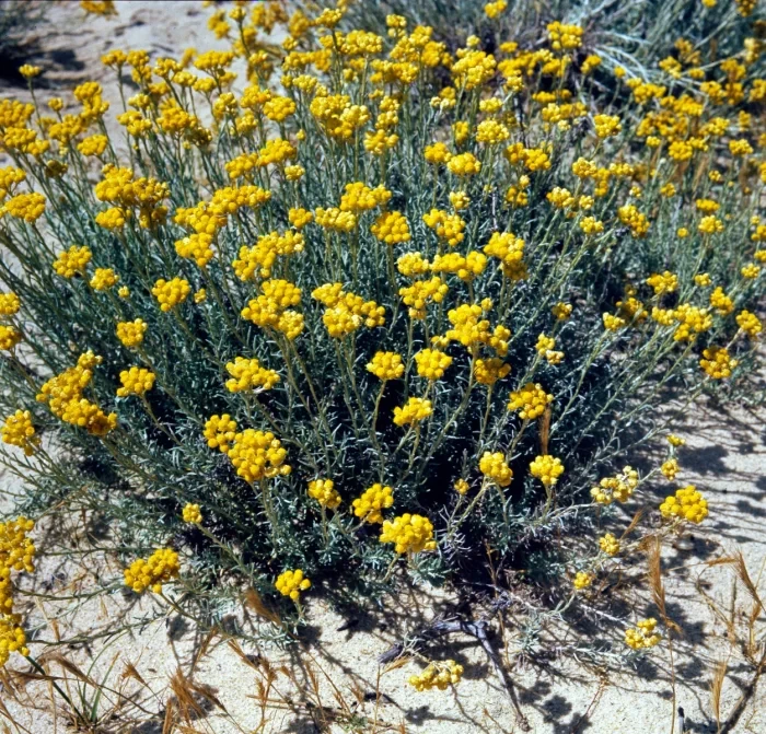 Immortelle d&#39;Italie (pot de 3L)