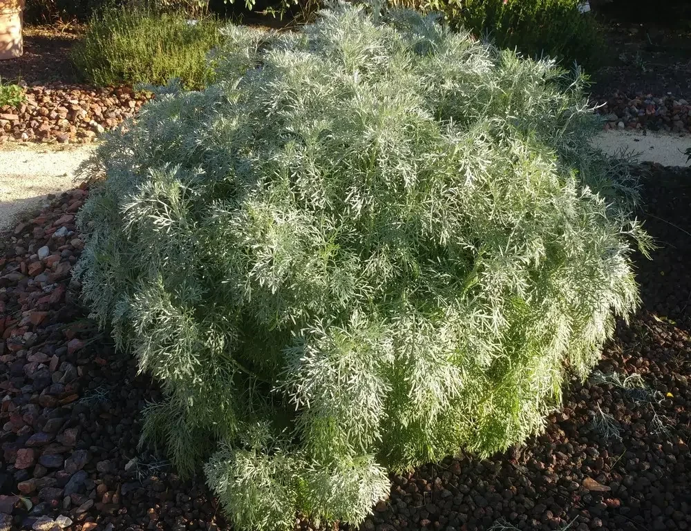 Armoise arborescente (pot de 15)