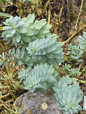 Euphorbe de Corse (pot de 5L)