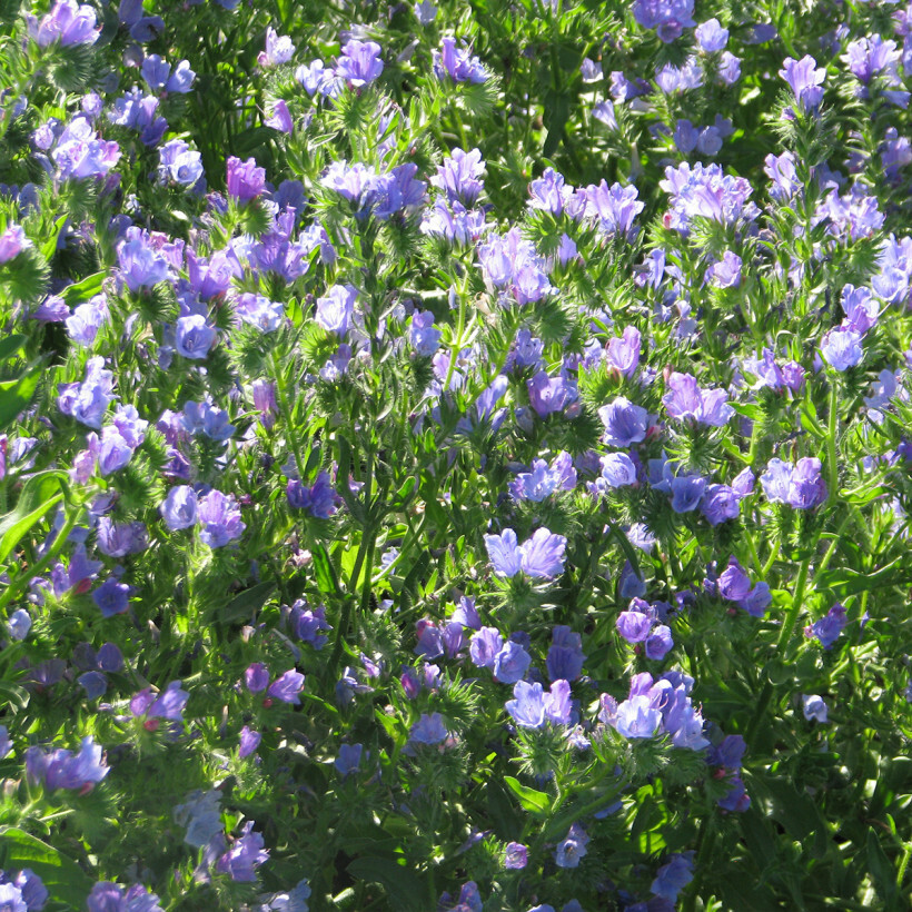 Echium Vulgare C3