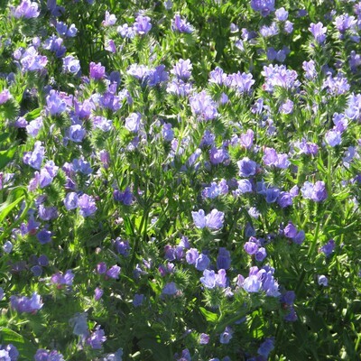 Echium Vulgare C3