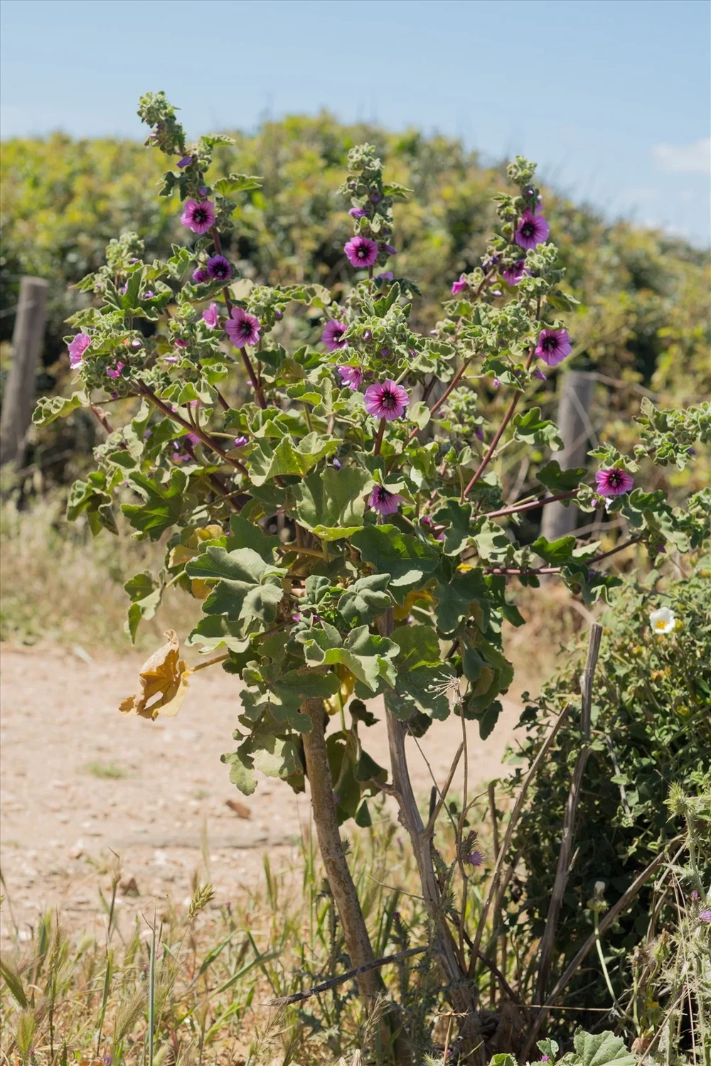 Mauve royale (pot de 3L)