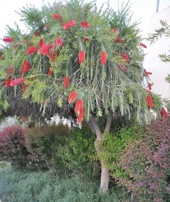 Callistemon pot de 3L