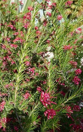 Grevillea pot de 5L