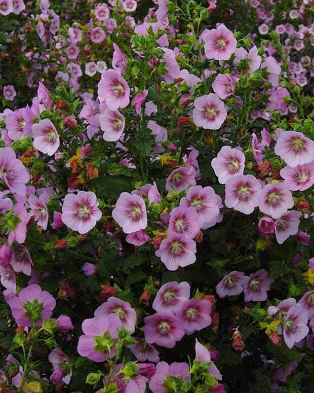Mauve du Cap pot de 4L