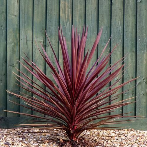 Cordyline Redstar pot de 3L
