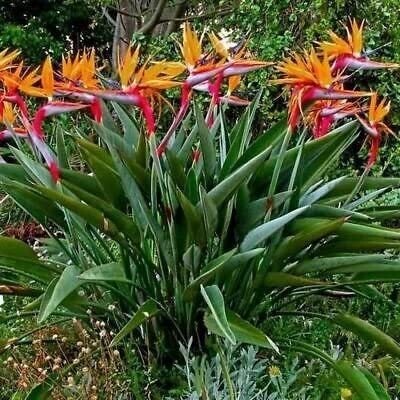 Strélitzia pot de 10L
