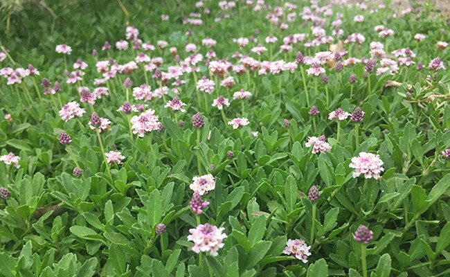 Lippia pot de 10.5