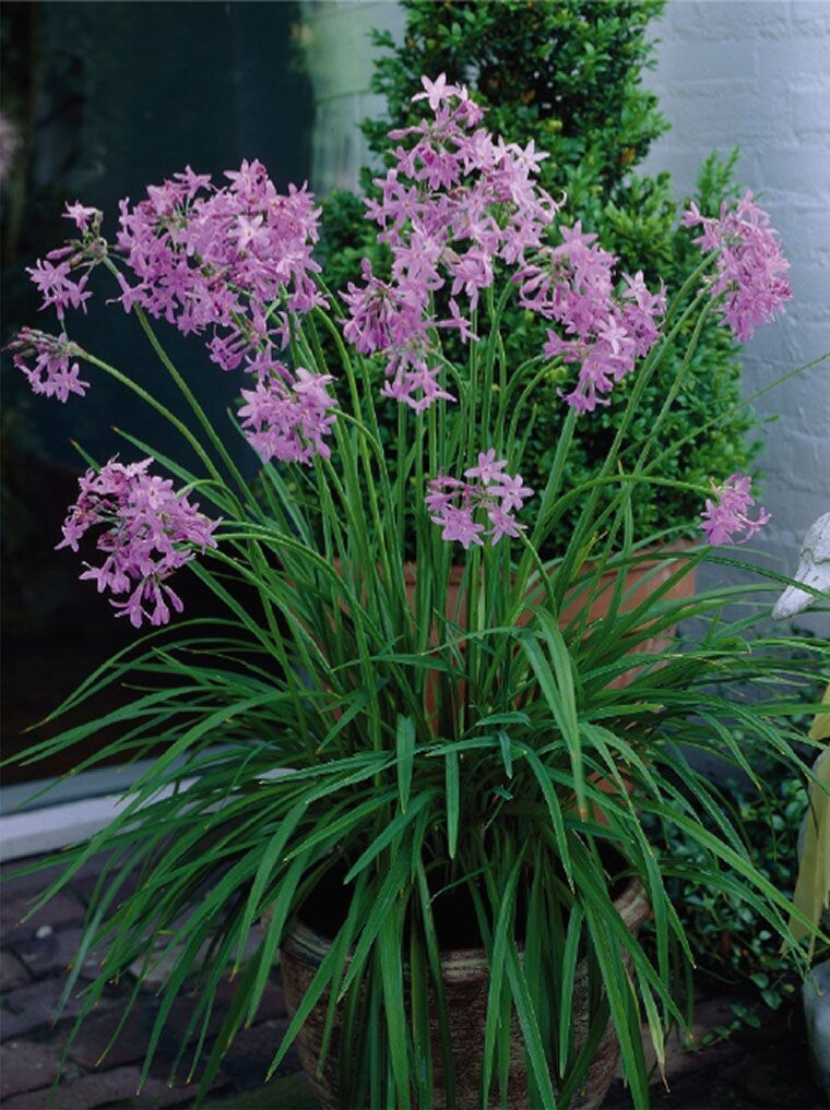 Tulbaghia pot de 2L