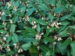 Eleagnus pot de 5L
