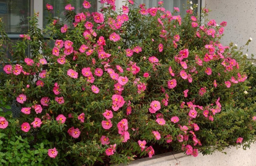 Ciste corbariensis rose 5L