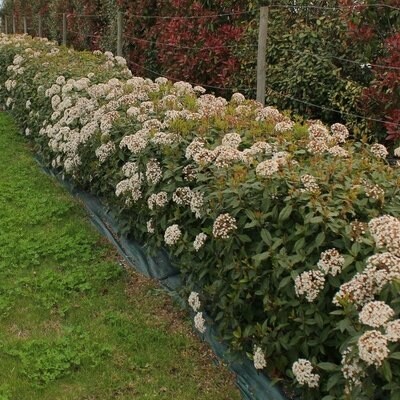 Laurier tin pot de 3/4L