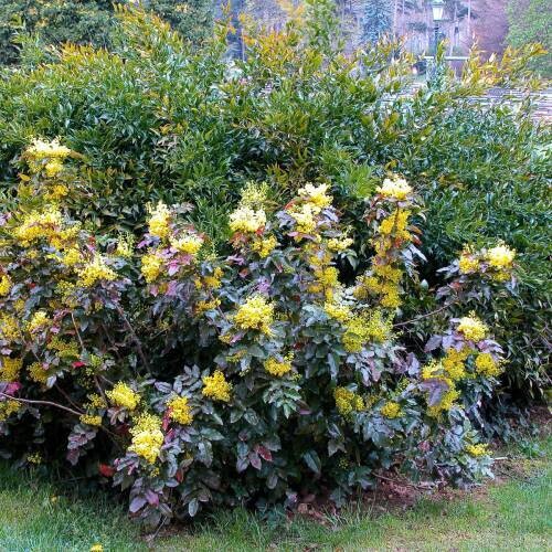 Mahonia pot de 3L
