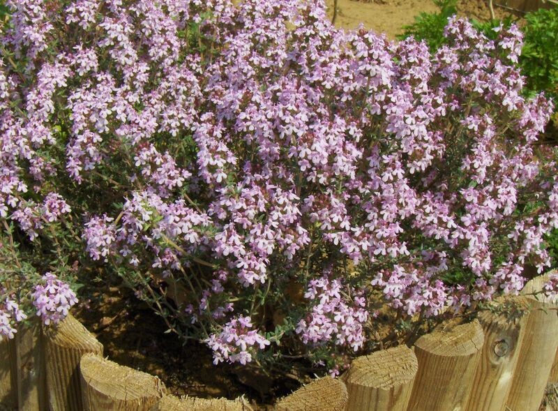 Thym pot de 3L